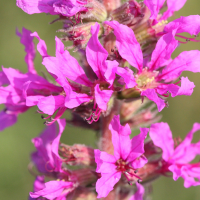 lythrum_salicaria3md