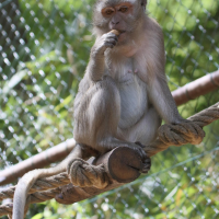 macaca_fascicularis5bd