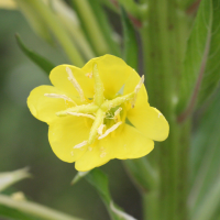 Oenothera cf. ligerica (Onagre [de la Loire])