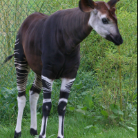 Okapia_johnstoni3MD (Okapia johnstoni)