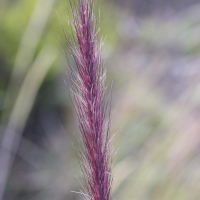 pennisetum_caffrum2md