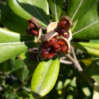 pittosporum_tobira5md