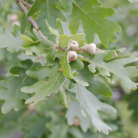 quercus_petraea5md