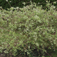 Salix integra "Hakuro nichiki" (Saule crevette)