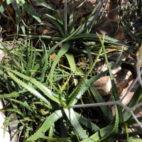 Aloe camperi (Aloès)