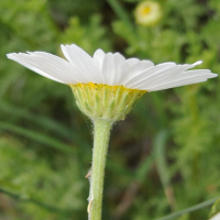 anthemis_maritima2bmd (Anthemis maritima)