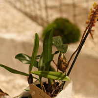 Bulbophyllum falcatum (Bulbophyllum)