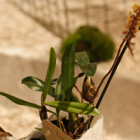 bulbophyllum_falcatum1md (Bulbophyllum falcatum)