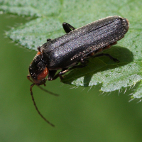 cantharis_obscura2bd (Cantharis obscura)