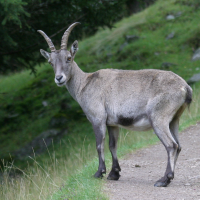 Capra ibex (Bouquetin des Alpes, Bouquetin)