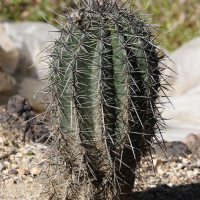 carnegia_gigantea3md (Carnegia = Carnegiea gigantea)