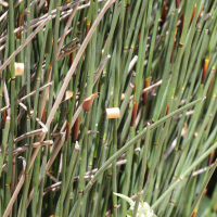 chondropetalum_tectorum2md (Chondropetalum tectorum)