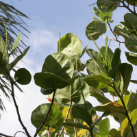 coccoloba_uvifera2md (Coccoloba uvifera)