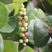 coccoloba_uvifera8bd (Coccoloba uvifera)