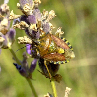 codophila_varia3md (Codophila varia)