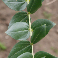 coriaria_myrtifolia2md (Coriaria myrtifolia)