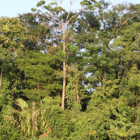 Dipteryx panamensis (Almendro, Mountain almendro, Tonka bean tree)