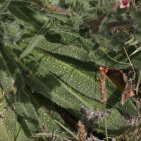 echium_italicum3md (Echium italicum)