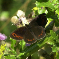 erebia_aethiops2md (Erebia aethiops)