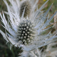 eryngium_spinalba4md (Eryngium spinalba)