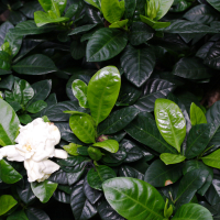 Gardenia augusta (Gardénia)