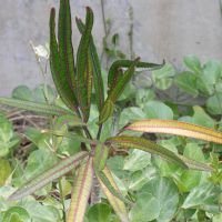 Gastonia cutispongia (Gastonie bois-d'éponge, Bois d'éponge)