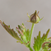 geum_urbanum4md