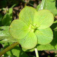 helleborus_viridis_occidentalis4md