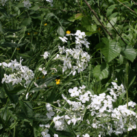 hesperis_matronalis2md