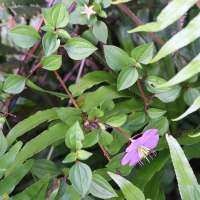 Heterotis rotundifolia (Heterotis)