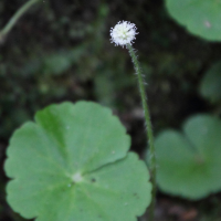 hydrocotyle_leucocephala2md