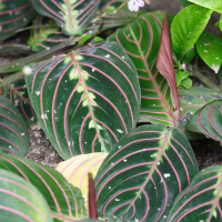 maranta_leuconeura_erythroneura1md