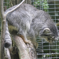 otocolobus_manul3md