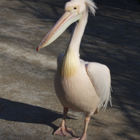 pelican_blanc_-_pelecanus_onocrotalus2md