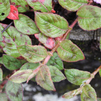 persicaria_capitata2md