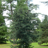 Pinus parviflora (Pin blanc du Japon)