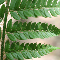 polystichum_aculeatum2md