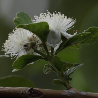 Psidium guajava (Goyavier, Goyave)