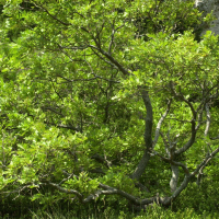 Quercus pubescens (Chêne pubescent)