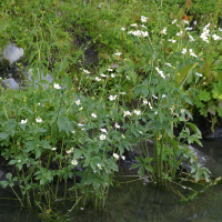 ranunculus_aconitifolius4md