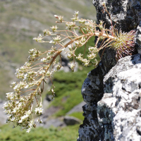 saxifraga_longifolia3md