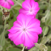 silene_coronaria2md