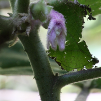 solanum_quitoense4md (Solanum quitoense)