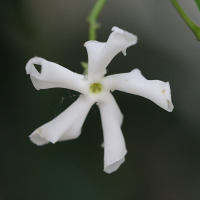 Trachelospermum jasminoides (Faux jasmin, Jasmin étoilé)