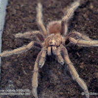 acanthoscurria_antillensis2ml (Acanthoscurria antillensis)