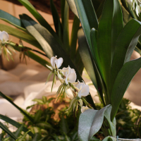 Angraecum eburneum (Angraecum)