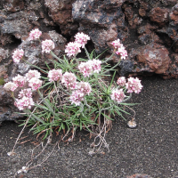 armeria_maritima4sd (Armeria maritima)