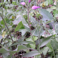 Cephalanthera rubra (Céphalanthère rouge)