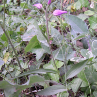 cephalanthera_rubra1md (Cephalanthera rubra)