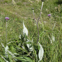 cirsium_heterophyllum3md (Cirsium heterophyllum)